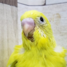 まっ黄色の黒目ちゃん。ダブルファクターセキセイインコ入荷です