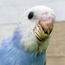 黒少なめの綺麗なブルースパングルセキセイインコ