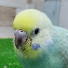 エメラルドグリーンのパステルレインボーセキセイインコ入荷です