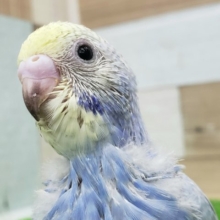 なんか不思議なパステルレインボーセキセイインコ入荷です
