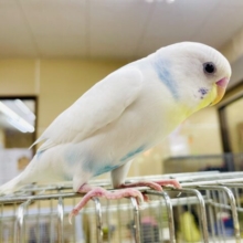 1人餌❣️最新画像になりますよ！トキメいた？キュンきゅんキュンなセキセイさん！　セキセイインコ　スパングルパイド
