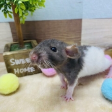 まるまる大きく育つんだぞ〜！白黒カラーのファンシーラット男の子⭐️
