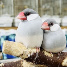 仲良し2羽♡シルバー文鳥