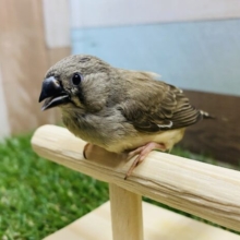 最新画像有り☆おチビなこのサイズが可愛いんです！！キンカ鳥ノーマル