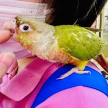 本当はたくさん甘えたい💓🫶密かな伝え方が可愛らしいウロコさん！　ウロコインコ　パイナップル