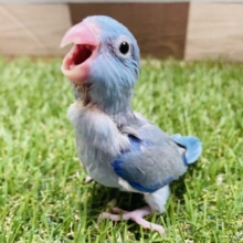 最新画像あります☆ドヤ顔の得意な小さな怪獣さん！マメルリハインコ（ブルー）