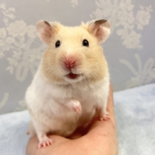 のんびりさん🤍 カラーハムスター‪🐹 男の子💙 2023年2月生まれ