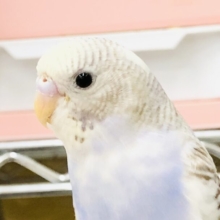 鮮やかなカラーが出てきました　セキセイインコ　R５　６／２１撮影