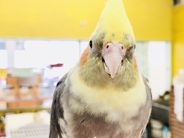 こんなカラーはいかがですかね〜? オカメインコ R5 7/19撮影 こんなカラーはいかがですかね〜? オカメインコ R5 7/19撮影