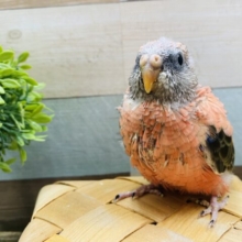ピンク色にころっとした姿が可愛すぎるアキクサインコ♡