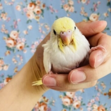 大人気の淡いクリームカラー❤︎手乗りセキセイインコ(クリームパイド)
