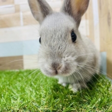 最新画像有り♪まん丸シルエットにまん丸な目がたまりません♡ネザーランドドワーフ（オパール）