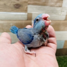最新画像あります☆小さなかいじゅうのようで可愛らしい！マメルリハインコのブルー！
