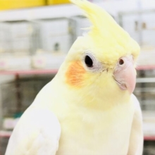がっちりムチムチ安心感たっぷり　オカメインコ　Ｒ５　７／１９撮影
