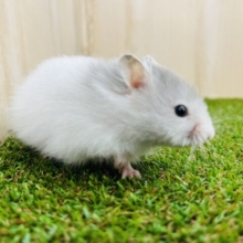 長毛ハムスターさんがやってきましたよ〜