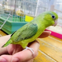 エダマメちゃん！最新画像になりますよ⭐️ふわふわフューチャーふくらませてさ〜🌼　マメルリハ　ノーマル　女の子
