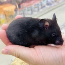 黒いクマさん！これがワタシ⭐️ カラーハムスター　ブラック　女の子