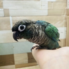 肩の上が好きなんです！濃くてかっこいいカラーのウロコインコ（ブルー）
