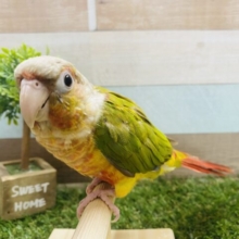 鮮やかなカラーで目を引きます🌈包み込まれるのが好きなウロコインコ（レッドパイナップル）