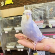 最新画像🌟至高のライラック💠超美です🫶🏻✨