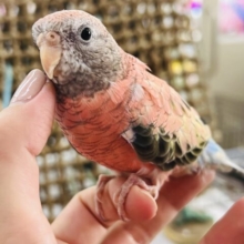 控えめでお上品？なアキクサインコなんです♡