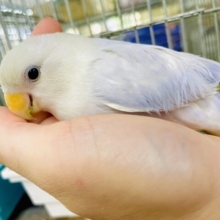 〜甘えた編〜コザクラの日常🦜最新画像になりますよ❣️レアカラー❗️💓大胆にギュッ💓ってして欲しいコザたん❣️ ダイリュートブルーバイオレットシナモンオパーリン