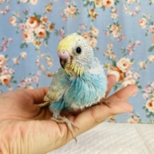 最高にかわいいです❤︎手乗りセキセイインコ(スカイブルー)❤︎