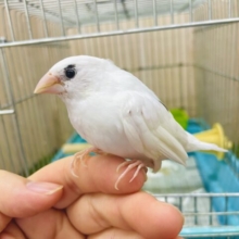 実はじつは居るんです💓ポテっとキュートな十姉妹さん❣️ 十姉妹　白茶