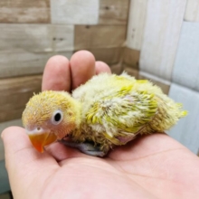 ひかえめな感じが可愛いんですっ！！ヤマブキボタンインコ！