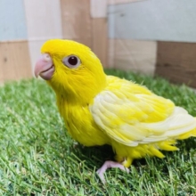 最新画像あります☆ヒヨコのような真っ黄色なサザナミインコ🐣ルチノーカラーがやって来ました！