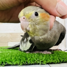 これぞツンデレ⁉︎デレがたまらない♡オカメインコノーマル