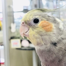 このカラーがオカメ！　オカメインコ　ノーマル　Ｒ５　３／１７撮影