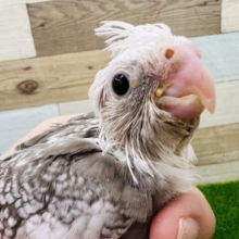 天使ですか？ちびちびオカメインコ（ホワイトフェイスパールパイド）のヒナです〜