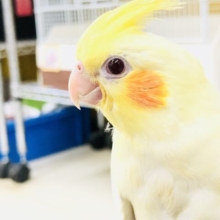かわいいトサカのオカメちゃん　オカメインコ　R５　７／５撮影