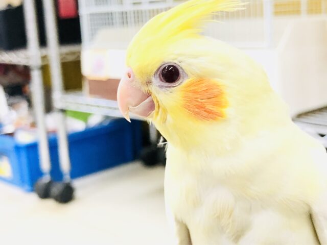 かわいいトサカのオカメちゃん オカメインコ R5 7/5撮影 かわいいトサカのオカメちゃん オカメインコ R5 7/5撮影