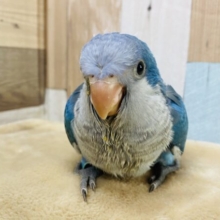 濃いめなブルーが綺麗です☆まん丸な姿が可愛いオキナインコ（ブルー）