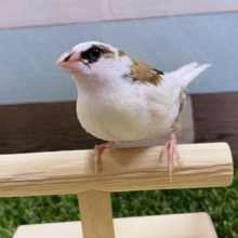 最新画像有り☆ミニミニサイズが可愛すぎる十姉妹さんやって来ました♡