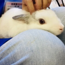 最新画像🌟当店初入舎の❢❢タイニーラビットさん男のコ🐇❤︎