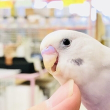 人気の淡い色カラー　セキセイインコ　R５　６／３０撮影