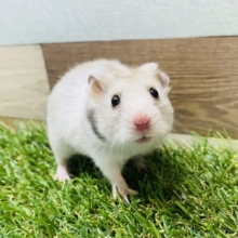 グレーがカッコいい✨おっとりさんなカラーハムスター男の子☆