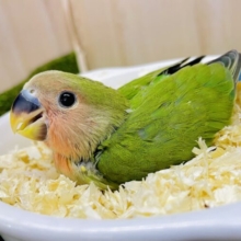 ⭐️アイドルコザたんここに居ます⭐️ コザクラインコ　ノーマル