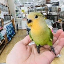 カゴデビュー♡頬っぺた優しい色🧡コザクラインコのヒナ(オレンジフェイス)入荷しました❤