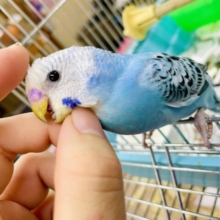 1人餌❣️最新画像になりますよ⭐️空と風の匂いを涼しげに纏ったセキセイさん！セキセイインコ　オパーリン