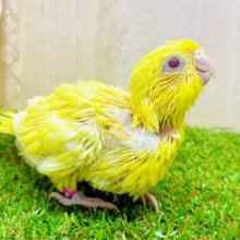 太陽サンサン☀️ひまわり🌻のように〜おっきくなるもん！　サザナミインコ　ルチノー