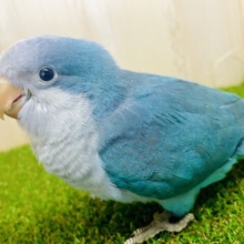 最新画像になりますよ⭐️スウィートモーション→キュートにね💓　オキナインコ　ブルー