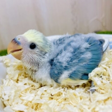 どうみても好きになっちゃうでしょ！💓　コザクラインコ　ブルーチェリーパイド