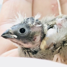 ウブウブキンちゃん　キンカチョウ　R５　７／１３撮影