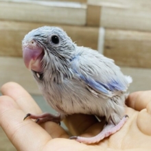 小さな怪獣到来！！濃いブルーが素敵なマメルリハインコ男の子☆