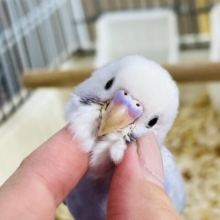きゅんきゅん♡べたなれセキセイ（ライラック）