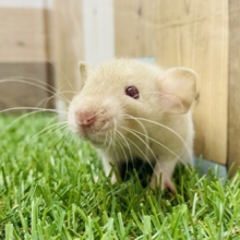 ふわっと淡いカラーが人気なんです♪ベージュ×ホワイトのファンシーラット男の子🐭